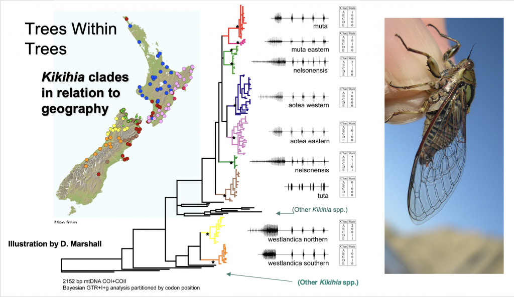 NZ cicada phylogeography showing clades within clades next to a map of the country