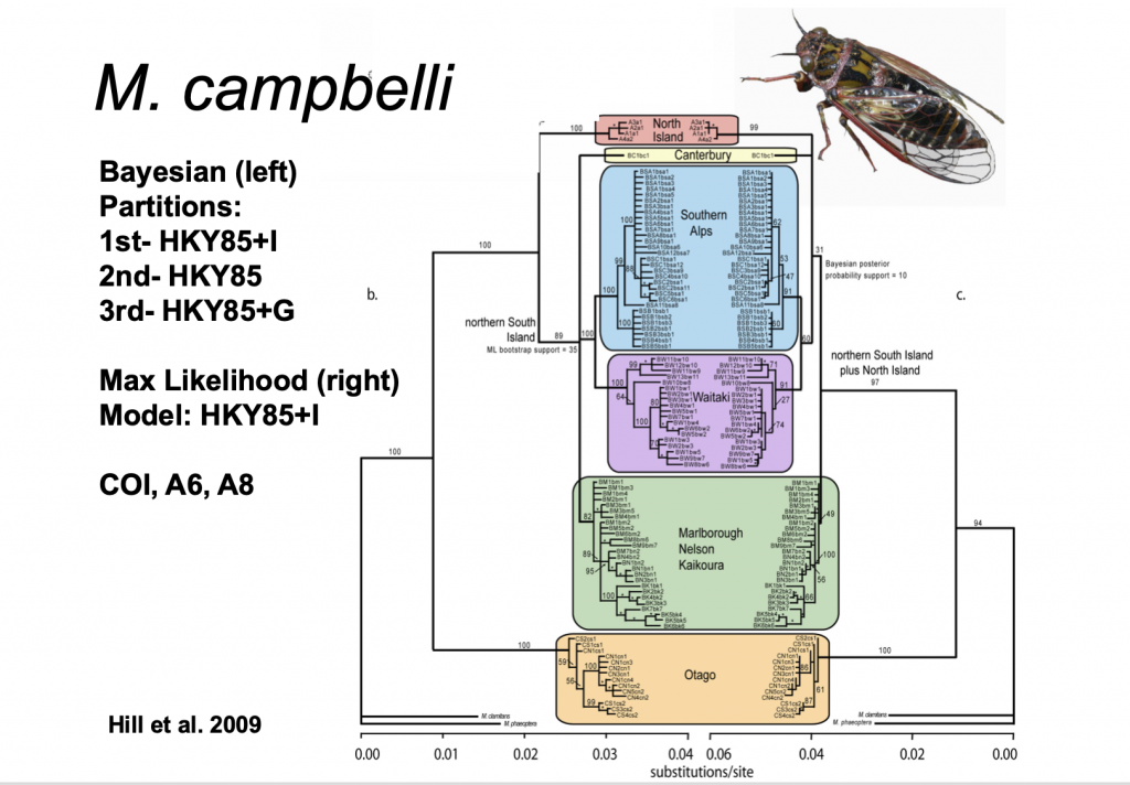 Maoricicada campbelli phylogeography using Bayesian and Maximum likelihood analysis of mtDNA.