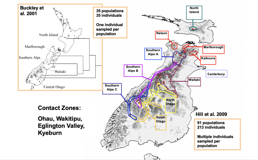 Maoricicada campbelli phylogeography.