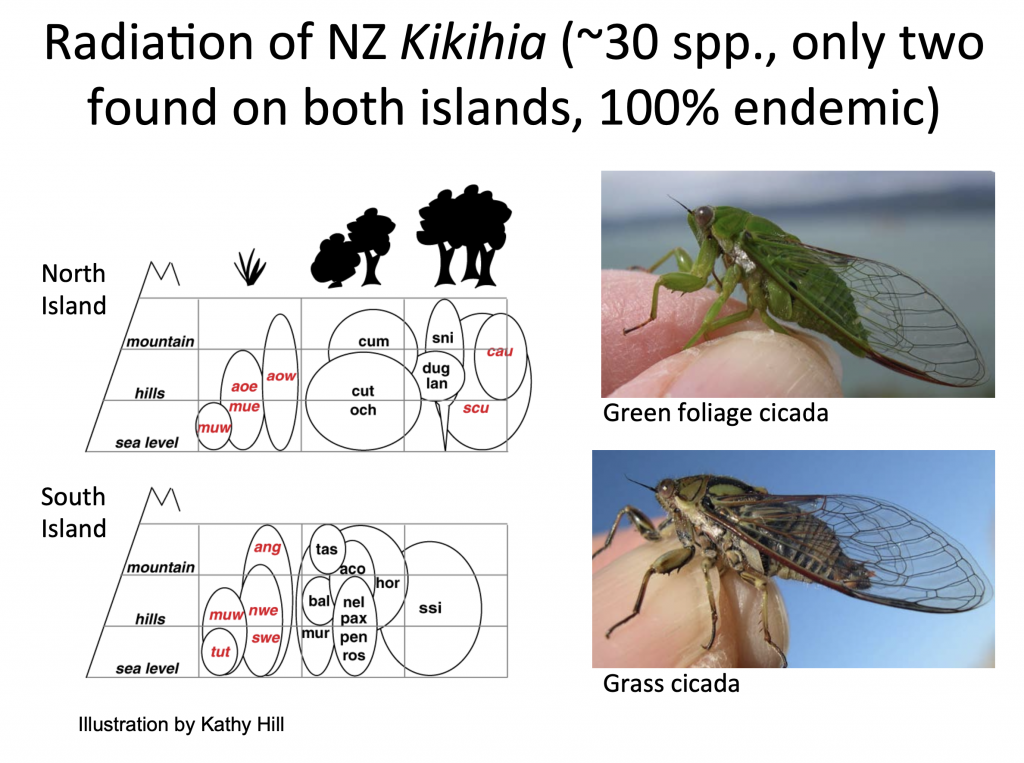 Radiation of NZ Kikihia.