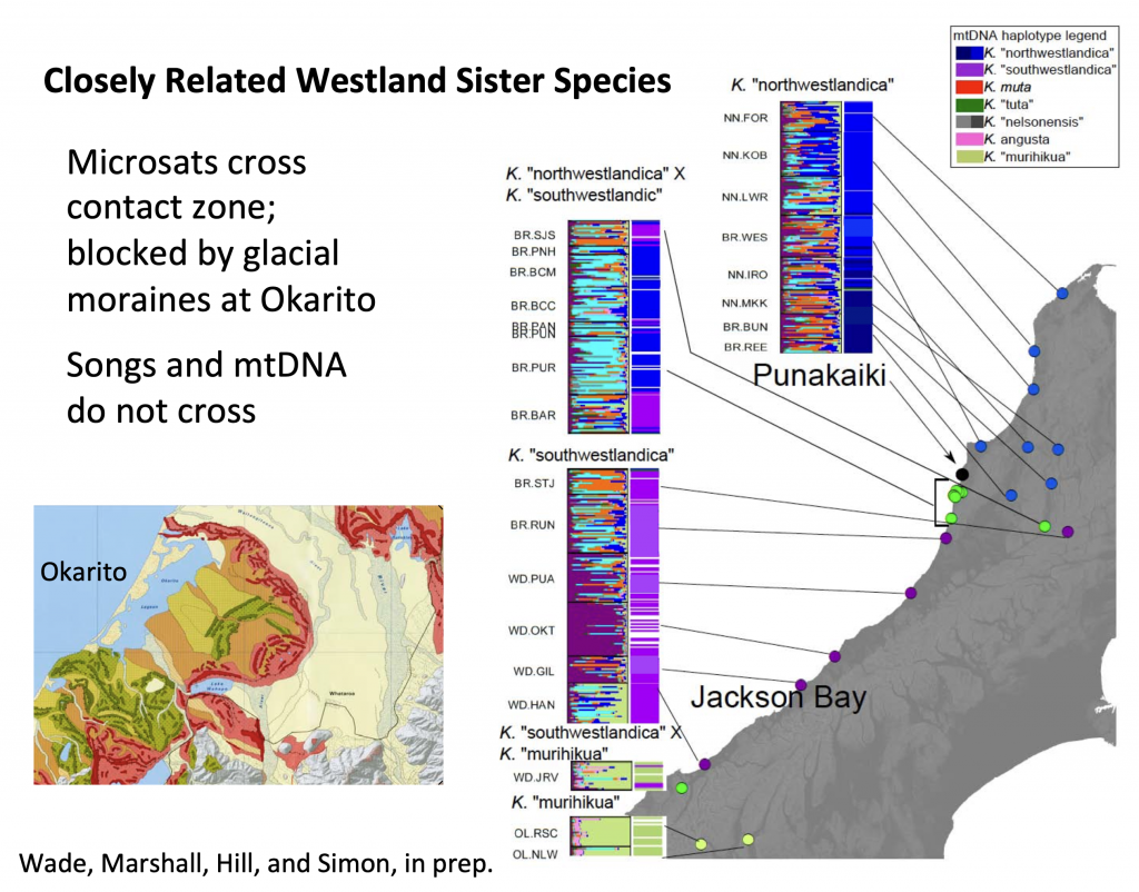 Closely related "Northwestlandica" and "Southwestlandica" meet at a hybrid zone south of Punakaiki where microsats show gene exchange and mtDNA shows mixed heritage.